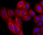 EGFR Antibody in Immunocytochemistry (ICC/IF)