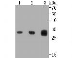 Caspase 3 Antibody in Western Blot (WB)