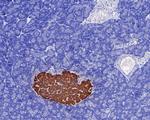 Insulin Antibody in Immunohistochemistry (Paraffin) (IHC (P))