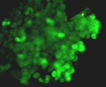 Cas9 Antibody in Immunocytochemistry (ICC/IF)