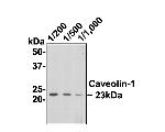 Caveolin 1 Antibody in Immunocytochemistry (ICC/IF)