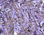 Caveolin 1 Antibody in Immunohistochemistry (Paraffin) (IHC (P))