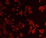 AKT1 Antibody in Immunocytochemistry (ICC/IF)