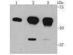 AKT1 Antibody in Western Blot (WB)