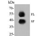 GATA3 Antibody in Western Blot (WB)