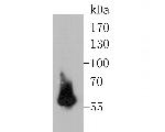 PAX8 Antibody in Western Blot (WB)