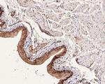 COX2 Antibody in Immunohistochemistry (Paraffin) (IHC (P))