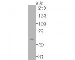 COX2 Antibody in Western Blot (WB)