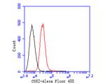 COX2 Antibody in Western Blot (WB)