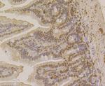 APE1 Antibody in Immunohistochemistry (Paraffin) (IHC (P))