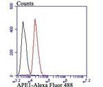 APE1 Antibody in Flow Cytometry (Flow)