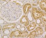 APE1 Antibody in Immunohistochemistry (Paraffin) (IHC (P))