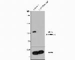 MSH2 Antibody in Western Blot (WB)