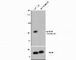 MSH2 Antibody in Western Blot (WB)