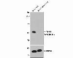 MSH2 Antibody in Western Blot (WB)