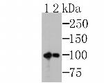 MSH2 Antibody in Western Blot (WB)