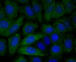 PGF Antibody in Immunocytochemistry (ICC/IF)