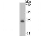 PGF Antibody in Western Blot (WB)