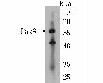 PAX8 Antibody in Western Blot (WB)