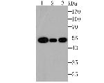 beta Tubulin Antibody in Western Blot (WB)