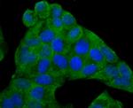 IL-6 Antibody in Immunocytochemistry (ICC/IF)