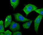 IL-6 Antibody in Immunocytochemistry (ICC/IF)