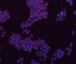 GAPDH Antibody in Immunocytochemistry (ICC/IF)