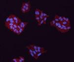 GAPDH Antibody in Immunocytochemistry (ICC/IF)