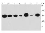 GAPDH Antibody in Western Blot (WB)