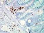 HSP70 Antibody in Immunohistochemistry (PFA fixed) (IHC (PFA))