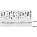 HSP70 Antibody in Western Blot (WB)