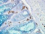 HSP90 alpha Antibody in Immunohistochemistry (PFA fixed) (IHC (PFA))