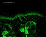 HSP60 Antibody in Immunohistochemistry (Paraffin) (IHC (P))