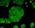 CD74 Antibody in Immunocytochemistry (ICC/IF)