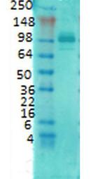 PSD-95 Antibody in Western Blot (WB)