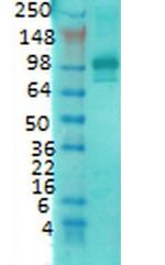 PSD-95 Antibody in Western Blot (WB)