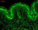 CaMKII alpha Antibody in Immunohistochemistry (Paraffin) (IHC (P))