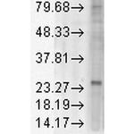 KDELR1 Antibody in Western Blot (WB)