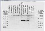 FKBP4 Antibody in Western Blot (WB)