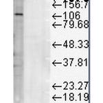 CD107a (LAMP-1) Antibody in Western Blot (WB)