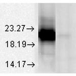 Alpha A Crystallin Antibody in Western Blot (WB)