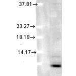 Ubiquitin Antibody in Western Blot (WB)