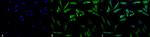 HSP27 Antibody in Immunocytochemistry (ICC/IF)