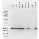 HSP27 Antibody in Western Blot (WB)