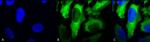 HSP27 Antibody in Immunocytochemistry (ICC/IF)