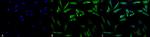 HSP27 Antibody in Immunocytochemistry (ICC/IF)