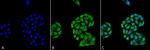 HSP70 Antibody in Immunocytochemistry (ICC/IF)