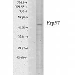 ERp57 Antibody in Western Blot (WB)