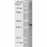 AHA1 Antibody in Western Blot (WB)