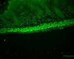 AHA1 Antibody in Immunohistochemistry (Paraffin) (IHC (P))